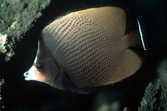 Chaetodon nigropunctatus (Pesce farfalla a macchie nere)